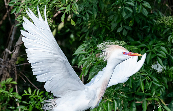 Gatorland20190413_0441