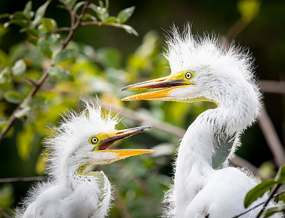Gatorland20190413_1959
