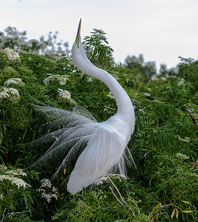 Gatorland20190413_0163