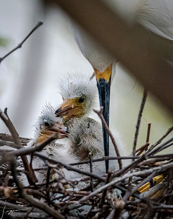 Gatorland20190413_0610