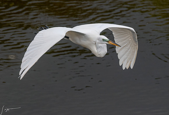 Gatorland20190413_1368-Edit