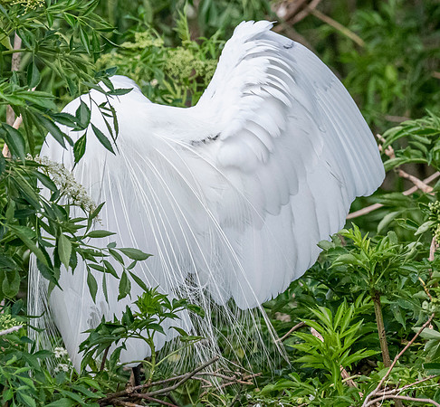 Gatorland20190413_0494