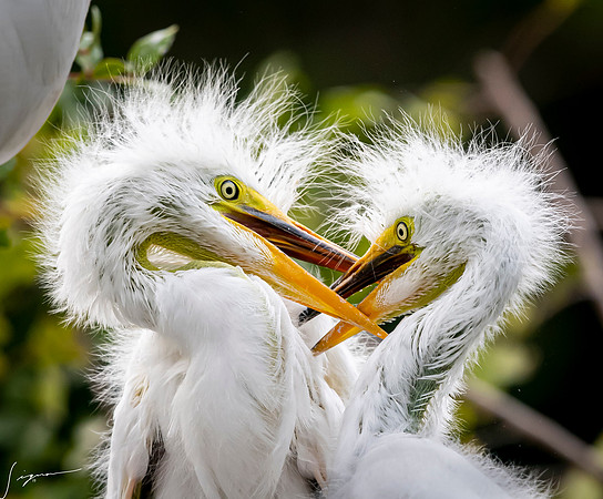 Gatorland20190413_1787