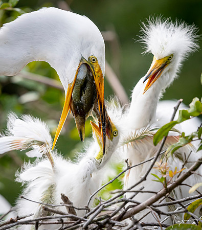 Gatorland20190413_1871