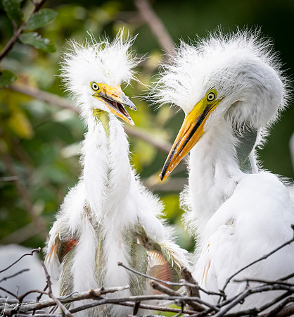 Gatorland20190413_1944