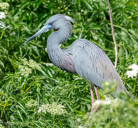 Gatorland20190413_0507