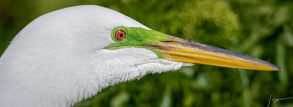 Gatorland20190413_0566