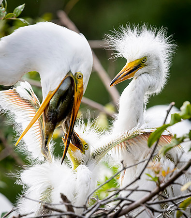 Gatorland20190413_1866