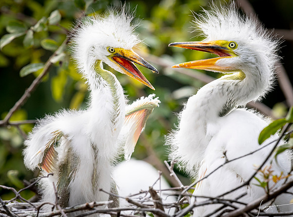 Gatorland20190413_1956