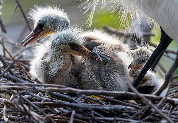 Gatorland20190413_1753