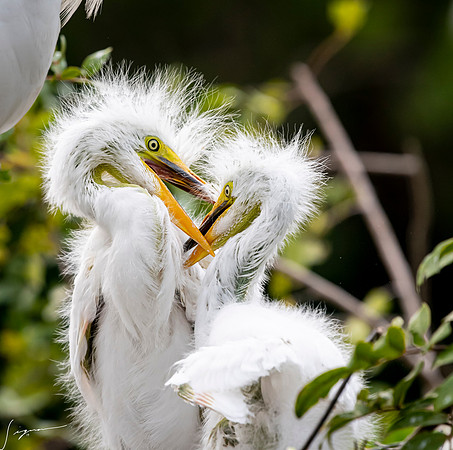 Gatorland20190413_1789