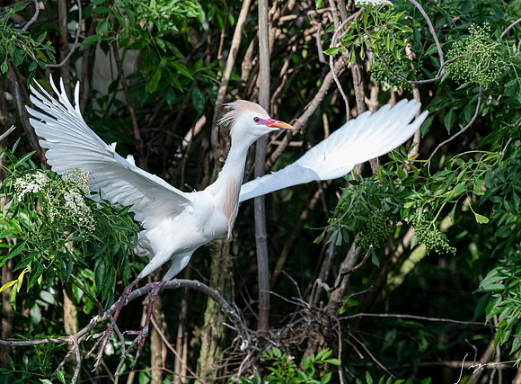 Gatorland20190413_0435