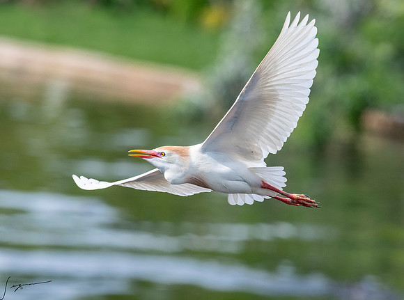 Gatorland20190413_1195