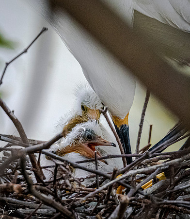 Gatorland20190413_0597
