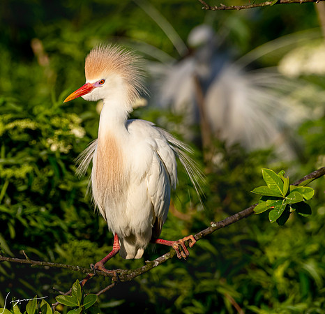 Gatorland20190413_0025