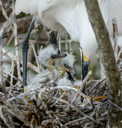Gatorland20190413_0995