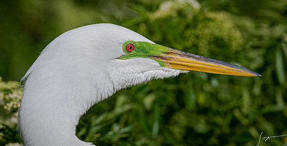 Gatorland20190413_0561