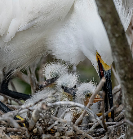 Gatorland20190413_0914