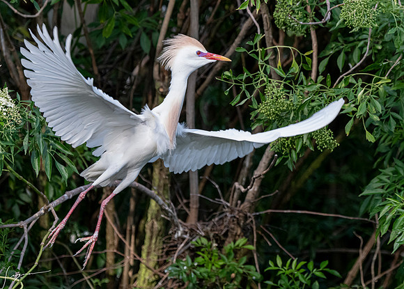 Gatorland20190413_0405