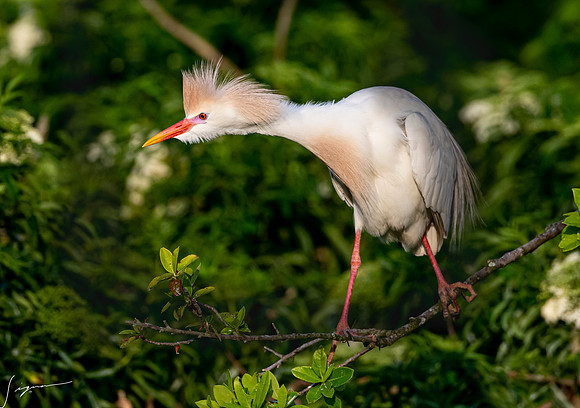 Gatorland20190413_0045
