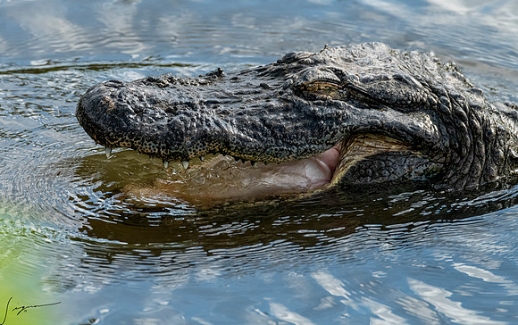 Gatorland20190413_0732