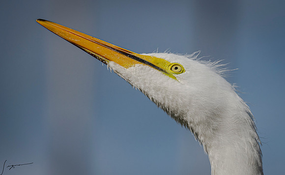 Gatorland20190413_0624