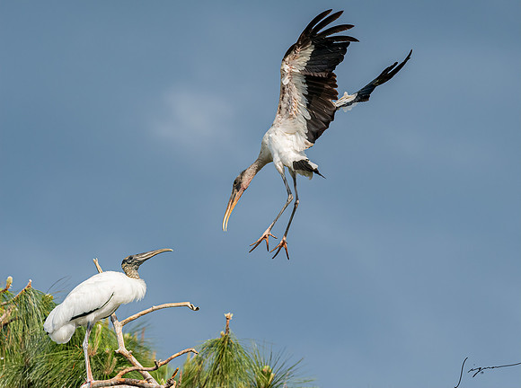 Gatorland20190413_1275-Edit