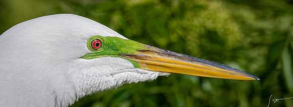 Gatorland20190413_0559
