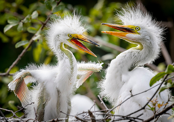 Gatorland20190413_1957
