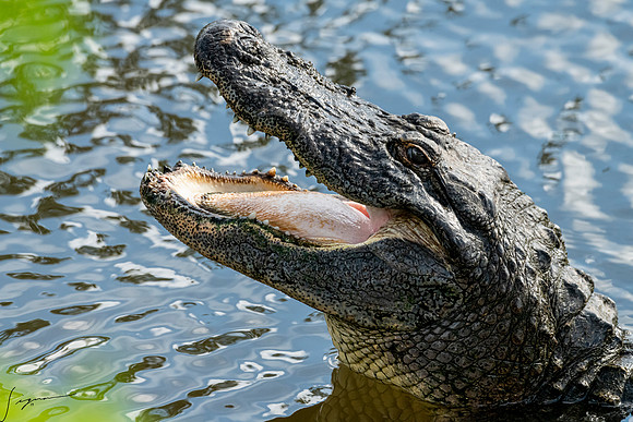 Gatorland20190413_0724