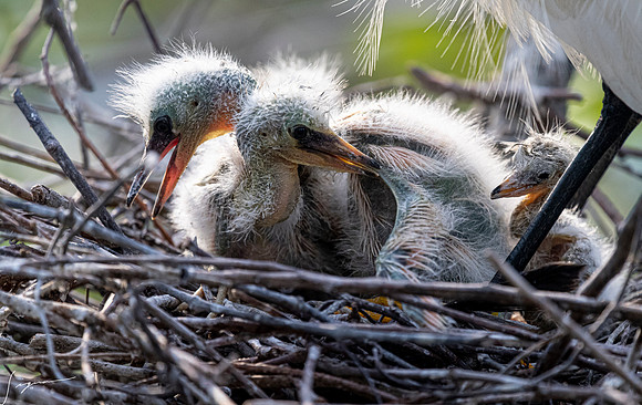 Gatorland20190413_1749