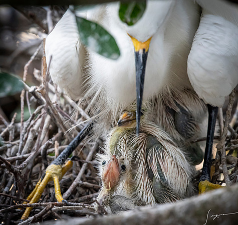 Gatorland20190413_2000