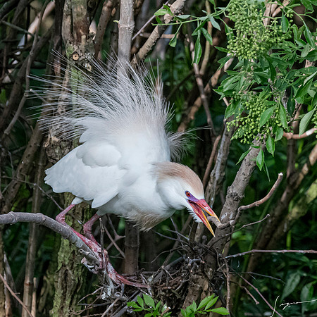 Gatorland20190413_0473
