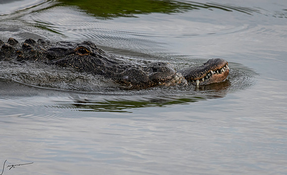 Gatorland20190413_1068