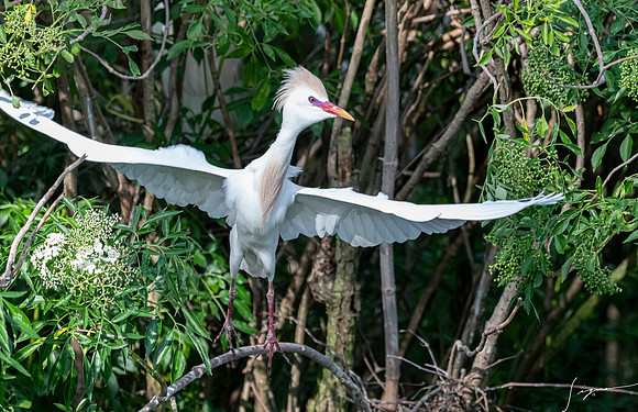 Gatorland20190413_0415