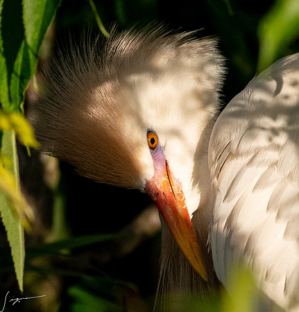 Gatorland20190413_0004