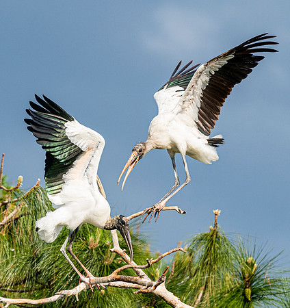 Gatorland20190413_1287