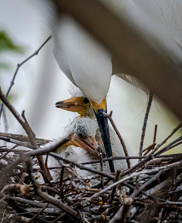 Gatorland20190413_0601