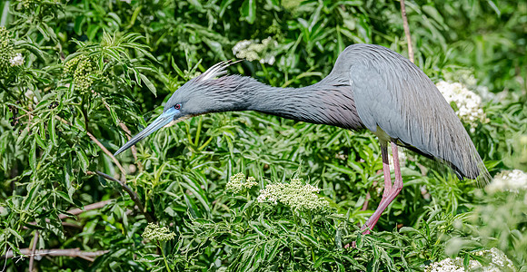 Gatorland20190413_0514