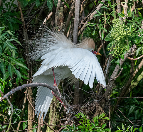 Gatorland20190413_0456