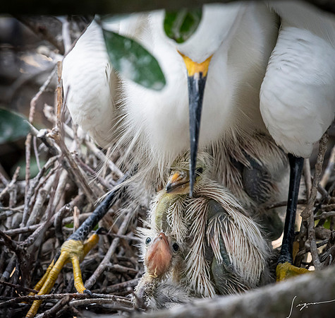 Gatorland20190413_1998