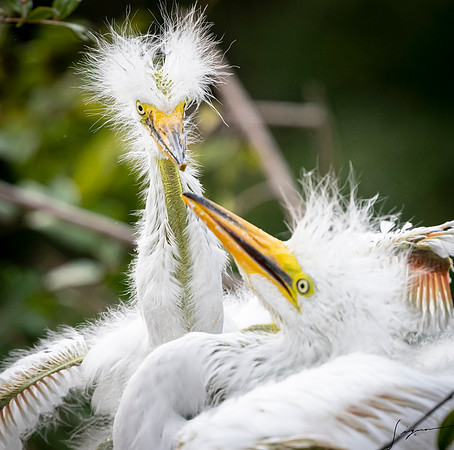 Gatorland20190413_1915