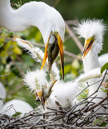 Gatorland20190413_1883