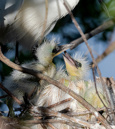 Gatorland20190413_0224