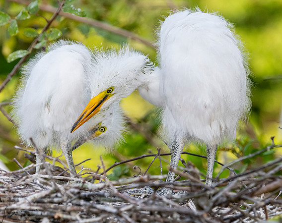 Gatorland20190413_0343