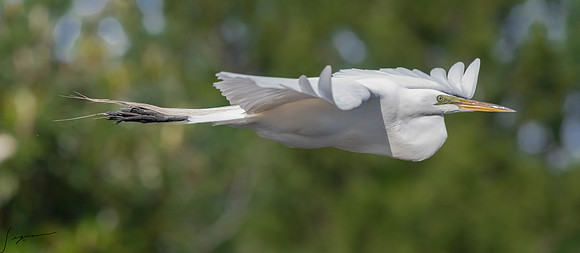 Gatorland20190413_1199