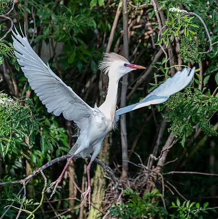 Gatorland20190413_0419