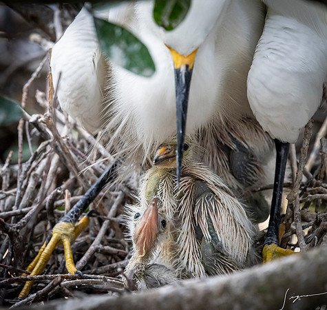 Gatorland20190413_2001