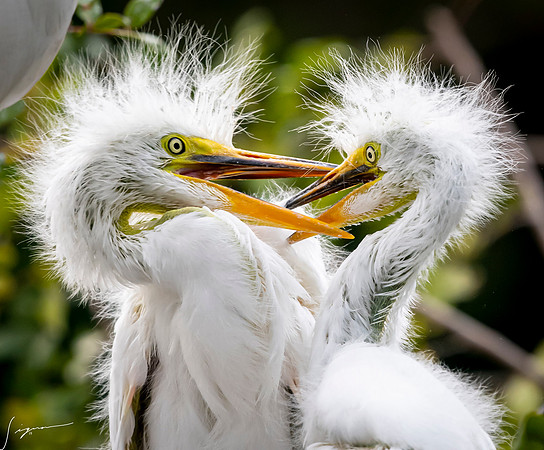 Gatorland20190413_1788