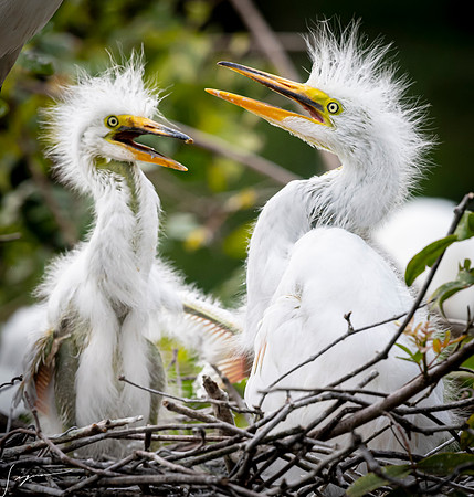 Gatorland20190413_1926